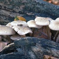 07 Fungi - For identification