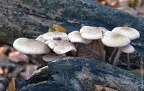 07 Fungi - For identification