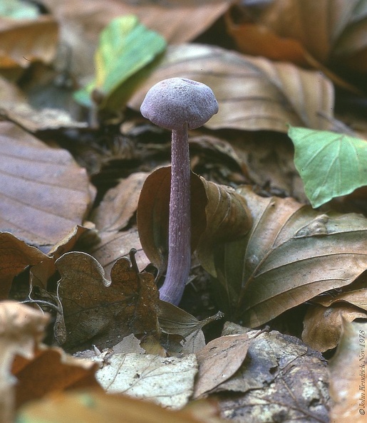 08 Fungi - For identification