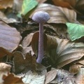 08 Fungi - For identification