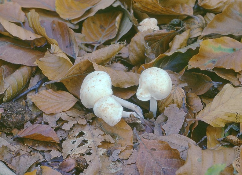 09 Fungi - For identification