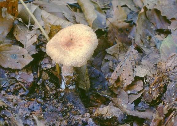11 Lactarius Torminosus