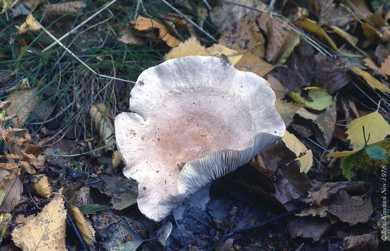 12 Fungi - For identification