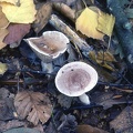 13 Fungi - For identification