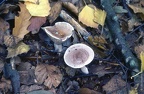 13 Fungi - For identification