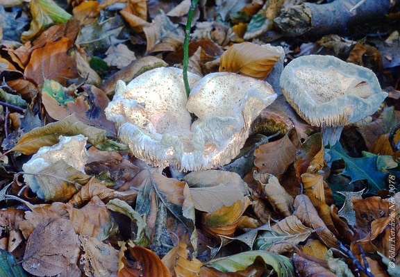 15 Fungi - For identification