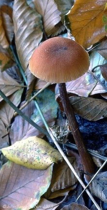 17 Fungi - For identification