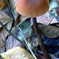 17 Fungi - For identification