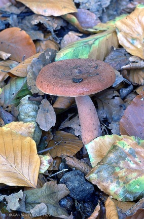 19 Fungi - For identification