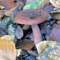 19 Fungi - For identification