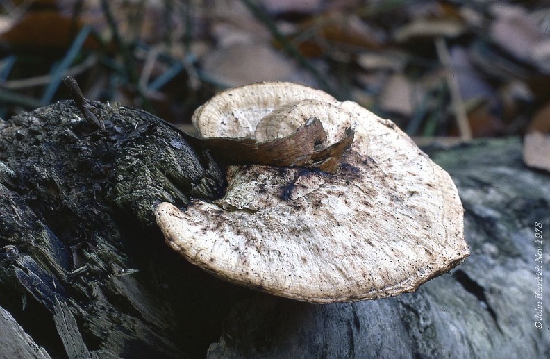 20 Fungi - For identification