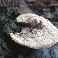20 Fungi - For identification