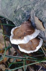 21 Fungi - For identification