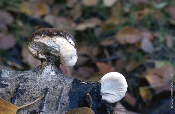 22 Fungi - For identification