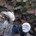 22 Fungi - For identification