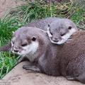 Asian Short Clawed Otters