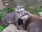 Asian Short Clawed Otters