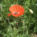 77.07-A20 Common Red Poppy