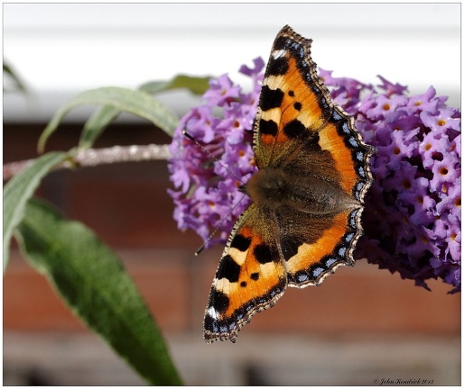 Small Tortoiseshell Butterfly