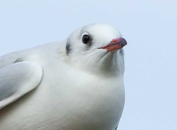 Seagull