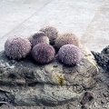 1.006 Sea Urchins