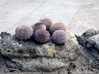 1.006 Sea Urchins