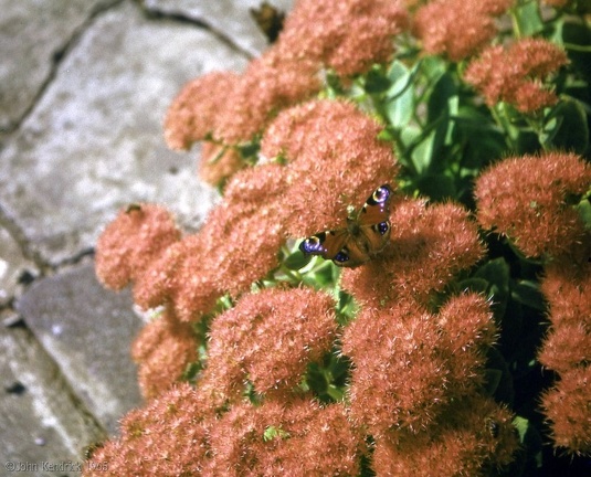1.073 Peacock Butterfly