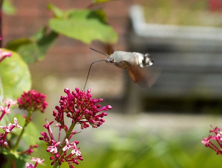 Humming Bird Moth