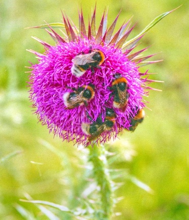 Bee Friendly
