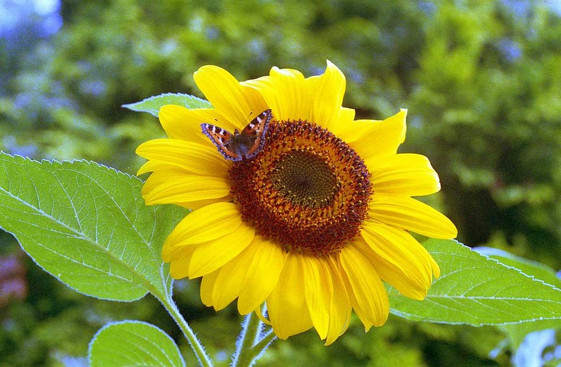 Scarb-June97c-25-Sunflower_1200w.jpg