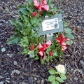 ATK Plaque in the Rose Garden Barkingside Cemetery