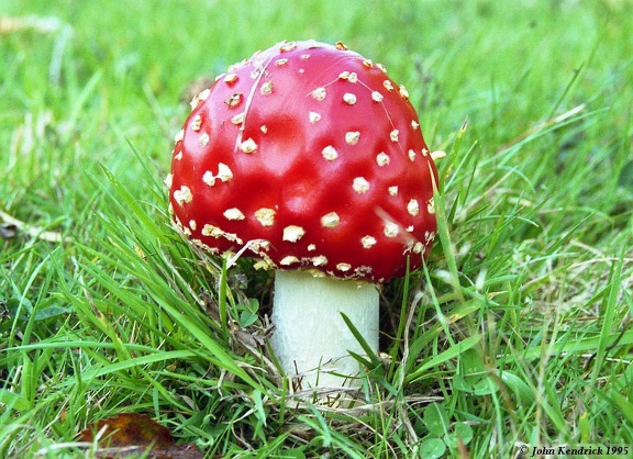 Fly Argaric (Amanita muscaria)