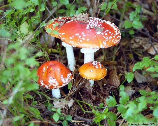 Fly Argaric (Amanita muscaria)
