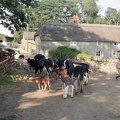 Herding Cows in a Somerset Lane