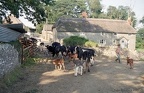 Herding Cows in a Somerset Lane