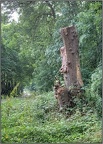 Woldgate Tree Stump
