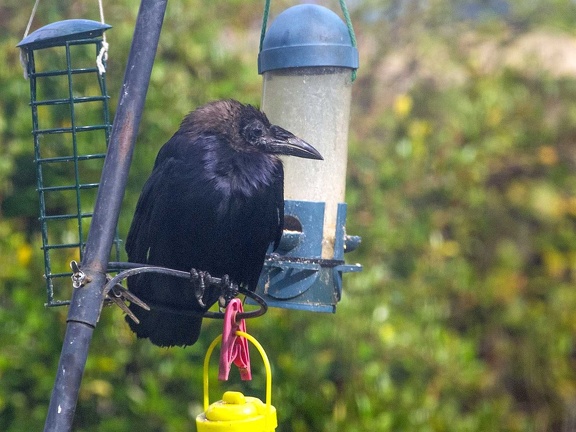 Crow on bird table