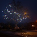 Scalby Tree Lights