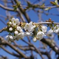 First Cherry Blossom