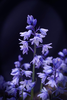 Bluebells