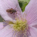 Creature on a Clematis