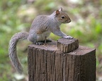Squirrel on Post