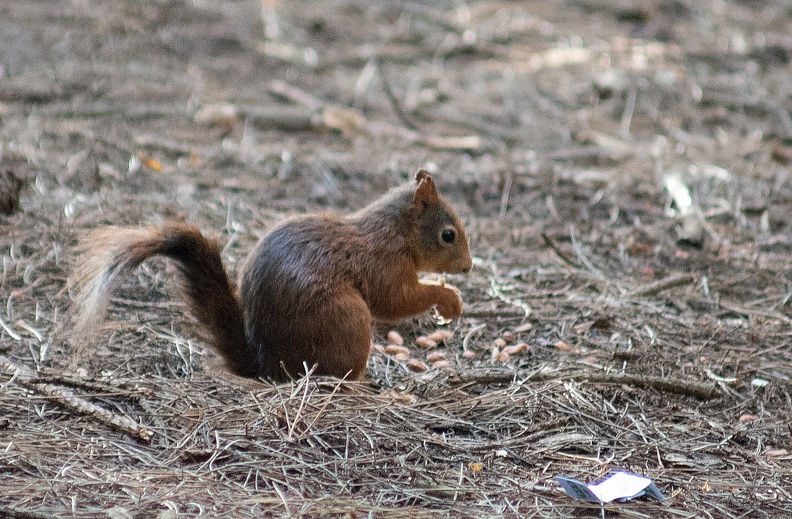 IMGP0670dng_1200_red squirrel.jpg
