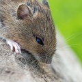 Yellow Necked Field Mouse