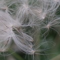 Seed Swirl