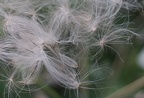 Seed Swirl