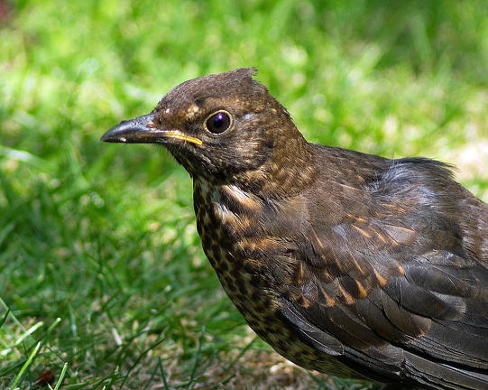 Young Blackbird