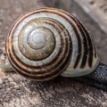 Snail Shell - A Logarithmic Spiral