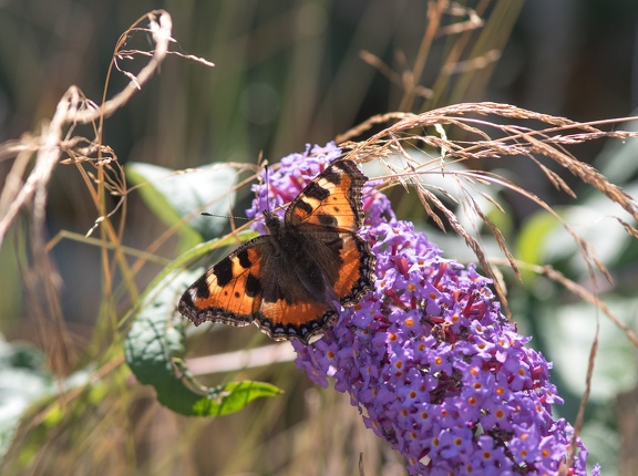 Small Tortoiseshell Butterfly on Buddlia