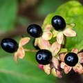 Fuschia Berries